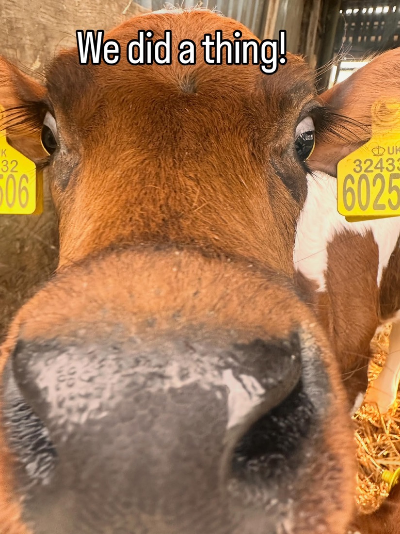 New calf at Street Croft Farm