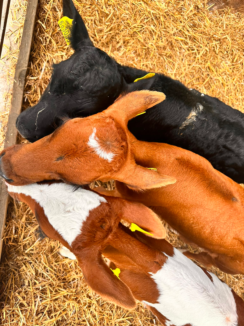 Three new calves resting on straw at Street Croft Farm