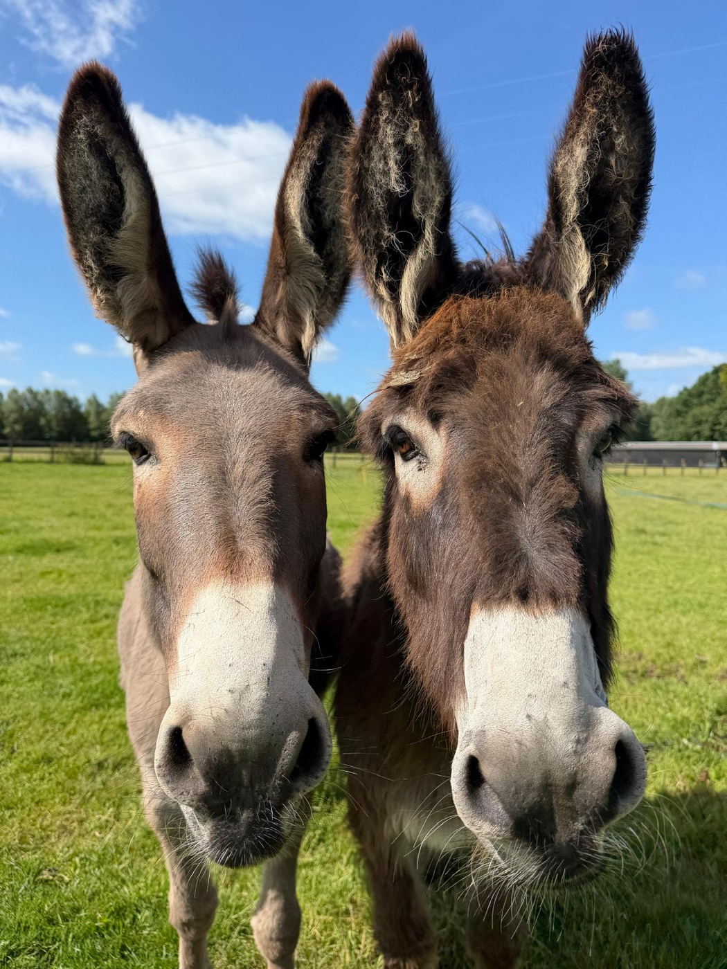 Two donkeys in the pasture at Street Croft Farm