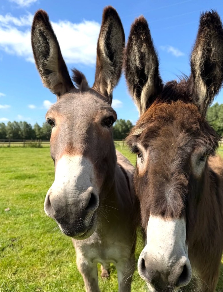 Two donkeys at Street Croft Farm