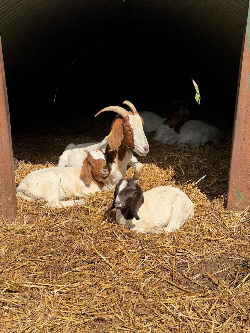 Goats and kids in a field shelter at Street Croft Farm