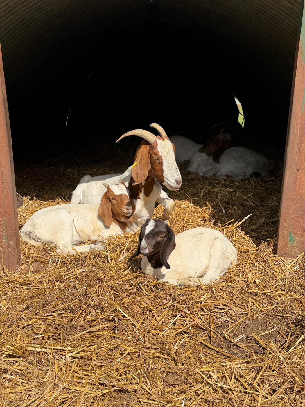 Goats and kids in a field shelter at Street Croft Farm