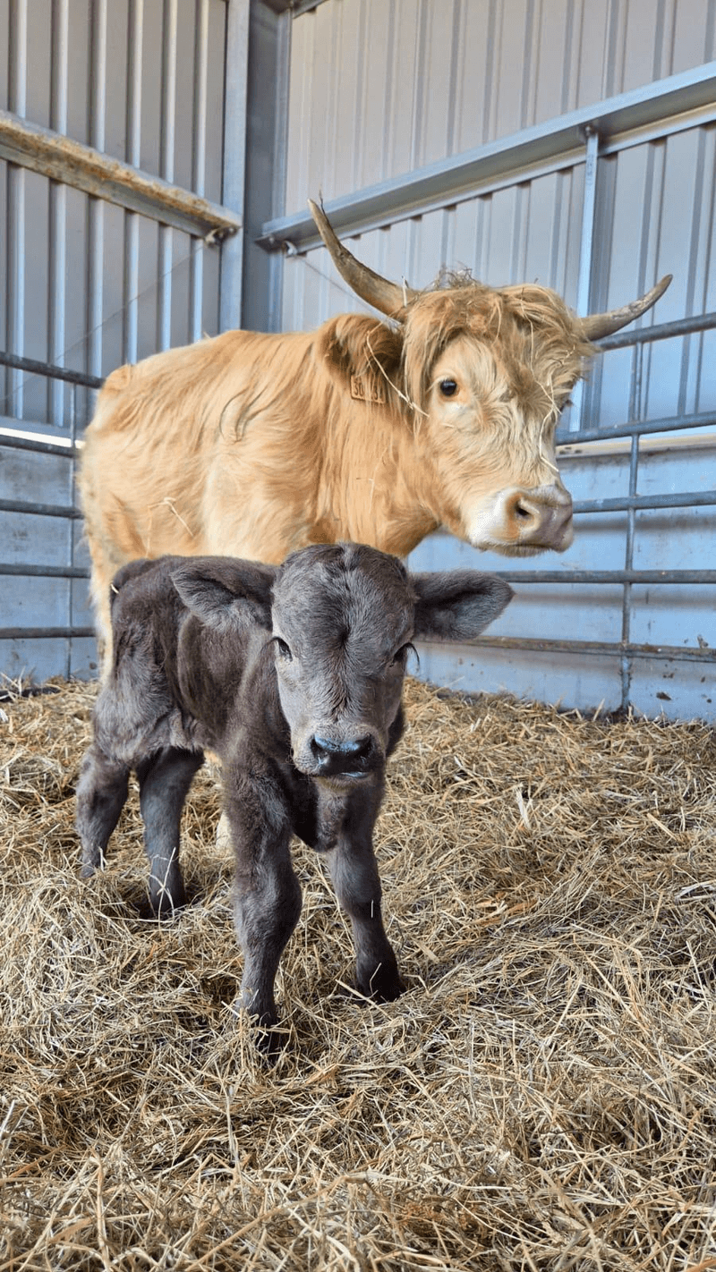 Highland cow with her calf on straw at Street Croft Farm