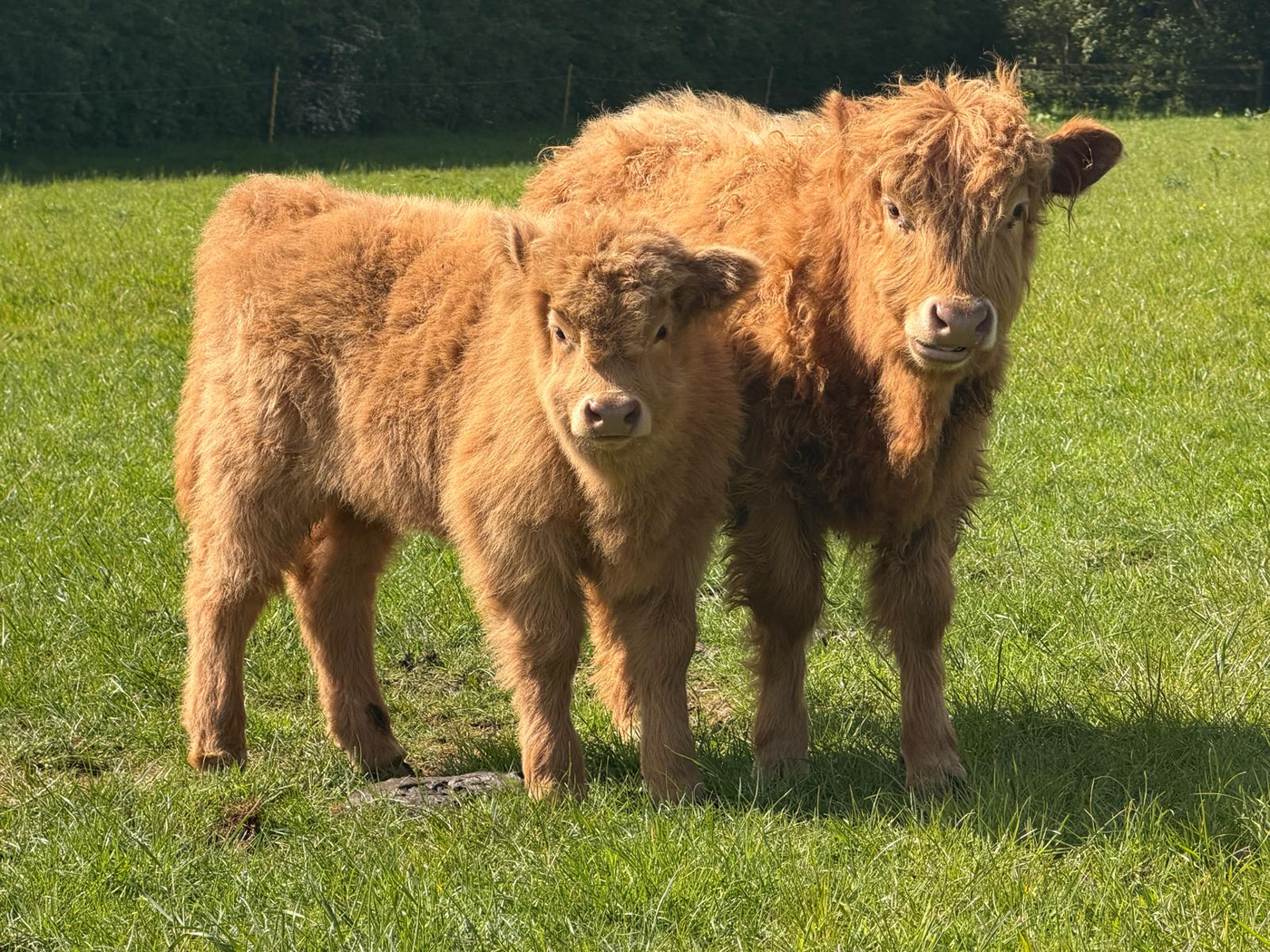 Two Highland calves in the field at Street Croft Farm