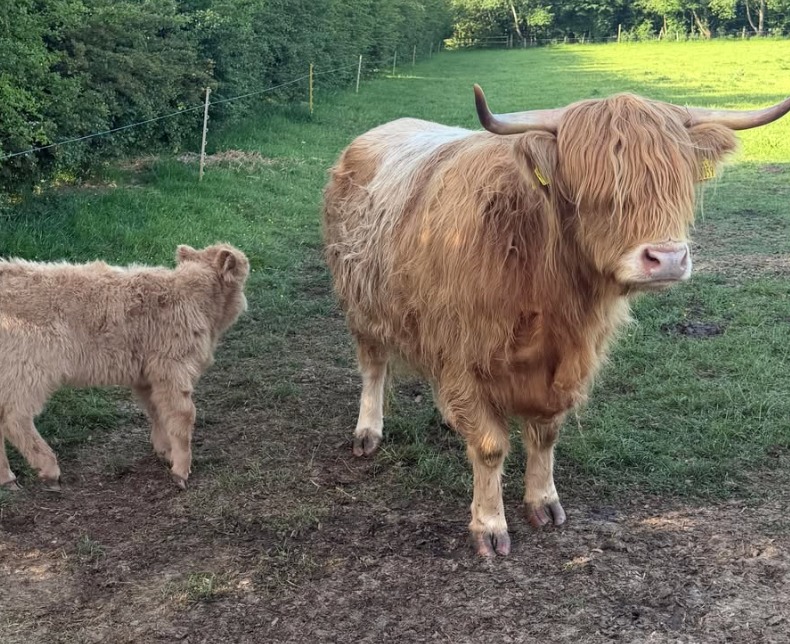 Highland cow and calf at Street Croft Farm