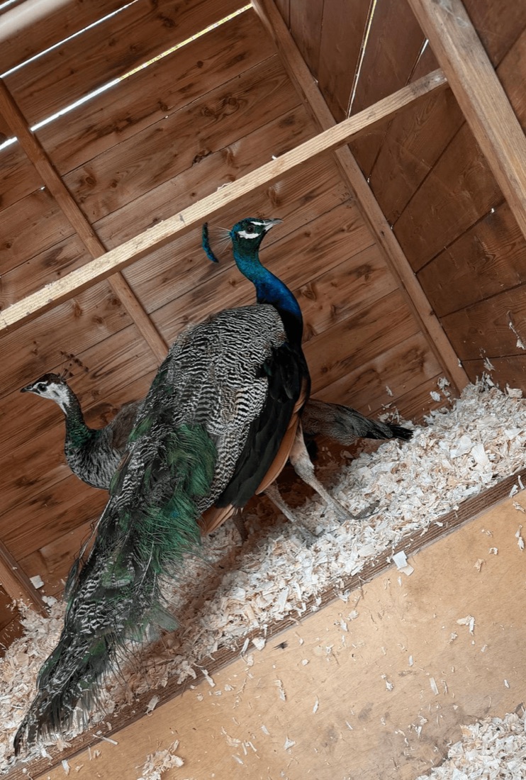 Peacocks in the farm enclosure at Street Croft Farm