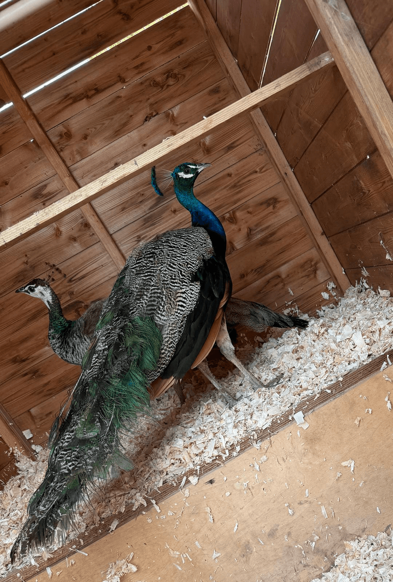 Peacocks in the farm enclosure at Street Croft Farm