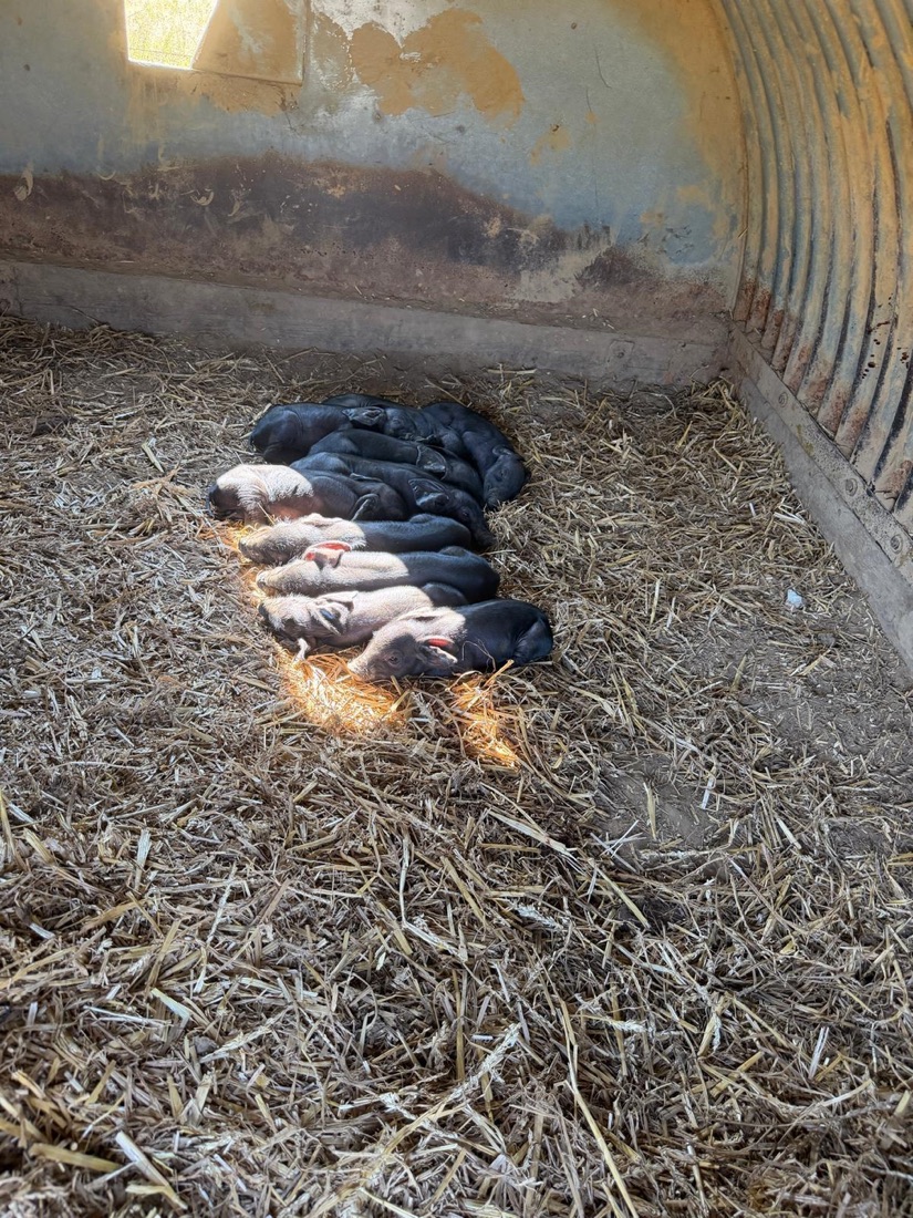 Newborn piglets huddled on straw at Street Croft Farm