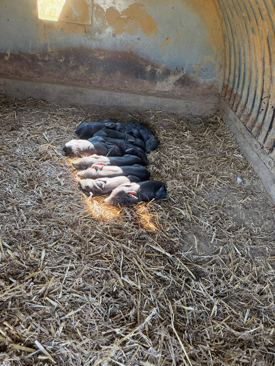Newborn piglets huddled on straw at Street Croft Farm