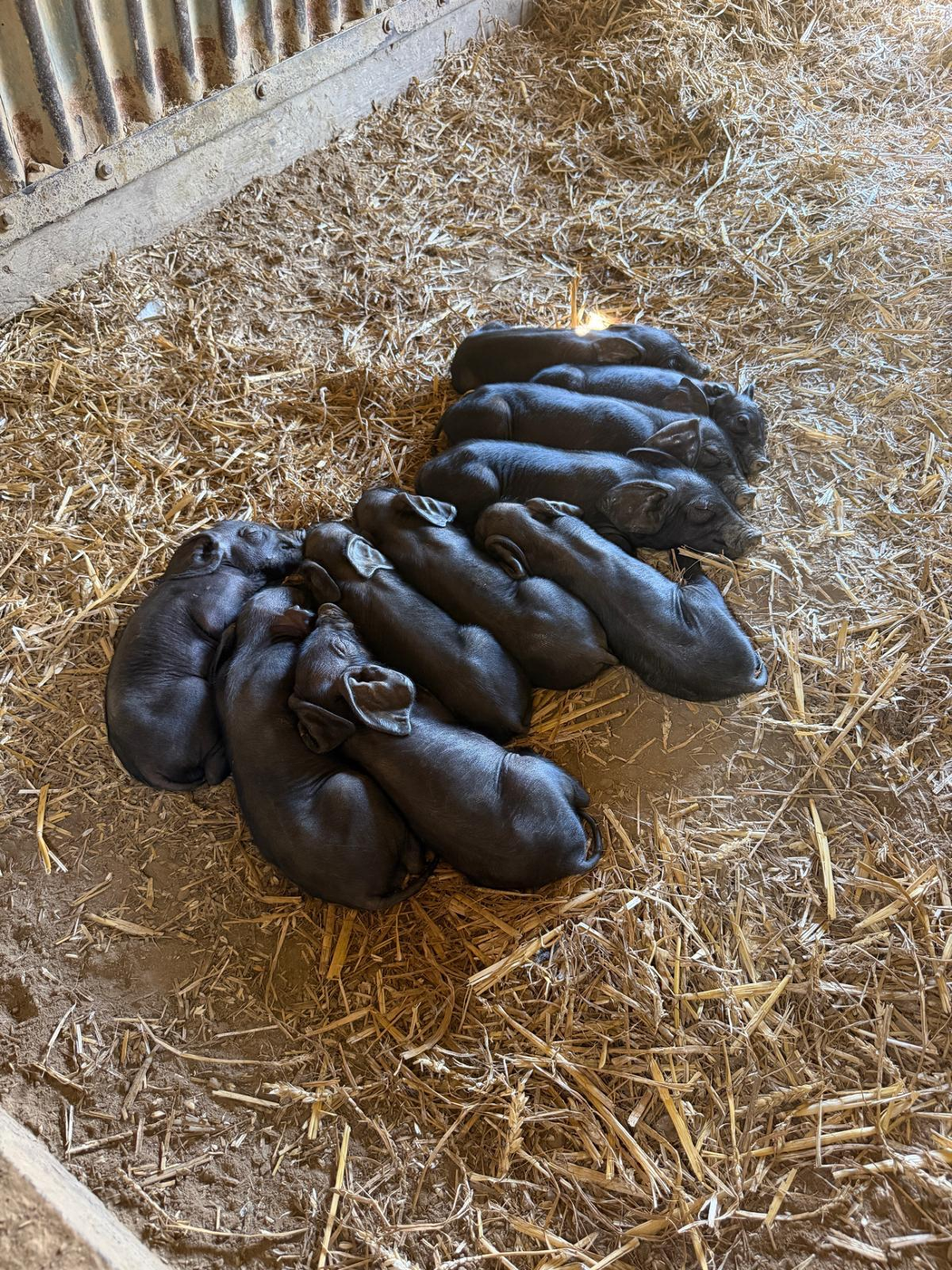 Piglets sleeping together in the ark at Street Croft Farm