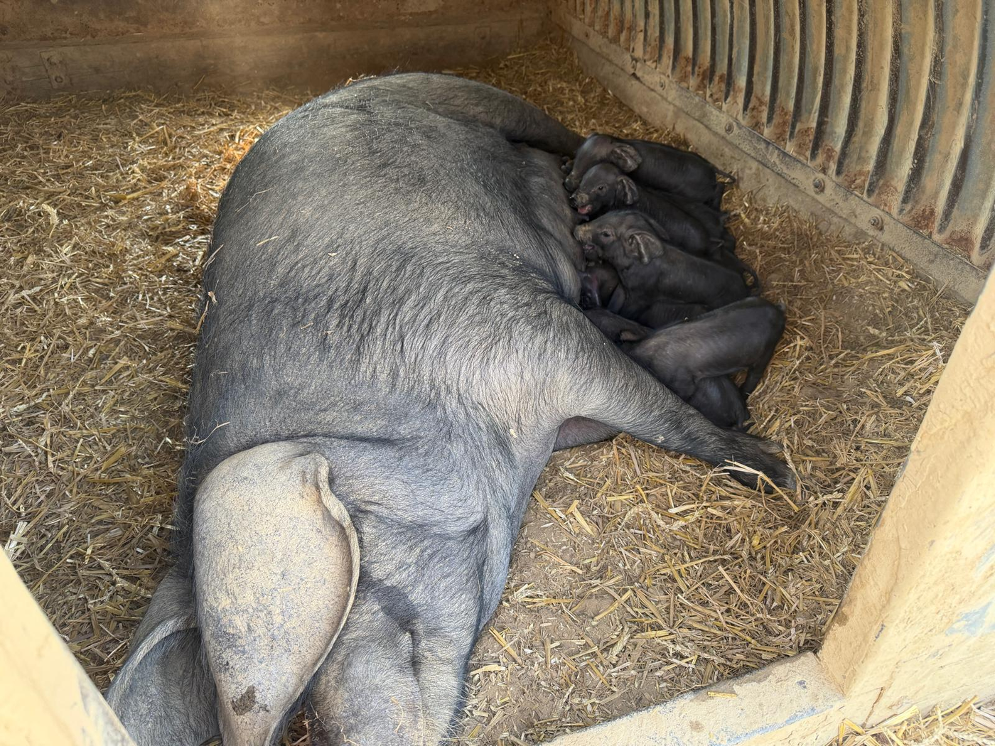 Sow with piglets in the farrowing ark at Street Croft Farm