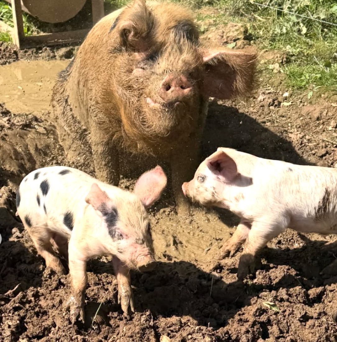 Pigs and piglets in the farmyard at Street Croft Farm