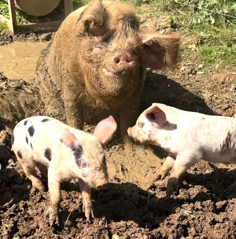 Pigs and piglets in the farmyard at Street Croft Farm