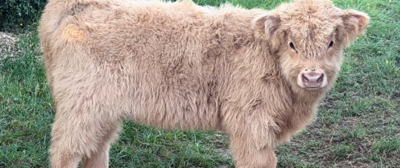 Highland calf at Street Croft Farm