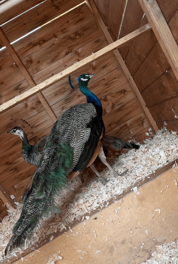 Peacocks on the farm